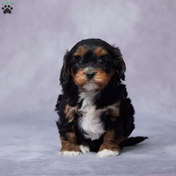 Hope, Cavapoo Puppy